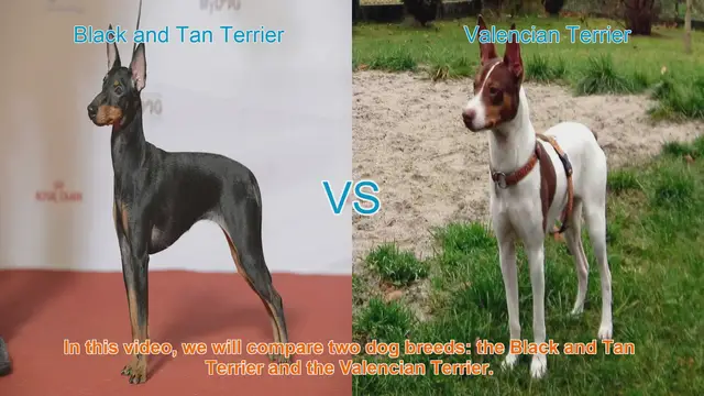 Video thumbnail for Comparing Black and Tan Terrier vs. Valencian Terrier: Which Breed is Right for You?