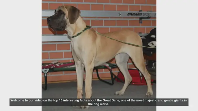 Video thumbnail for Top 10 Fascinating Facts About Great Danes