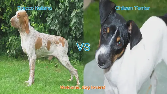 Video thumbnail for Bracco Italiano vs. Chilean Terrier: A Comparison of Two Unique Dog Breeds