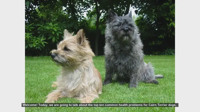 Video thumbnail for Top 10 Common Health Problems in Cairn Terrier Dogs