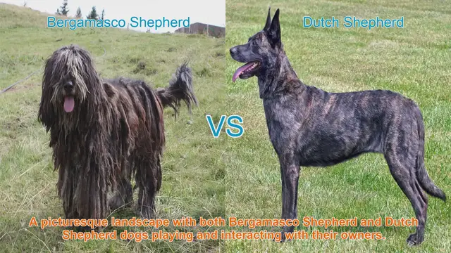 Video thumbnail for Bergamasco Shepherd vs. Dutch Shepherd: A Comprehensive Comparison