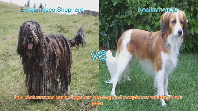 Video thumbnail for Bergamasco Shepherd vs. Kooikerhondje: A Breed Comparison