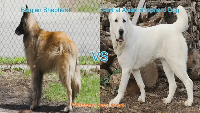 Video thumbnail for Belgian Shepherd vs. Central Asian Shepherd Dog: A Comparative Guide