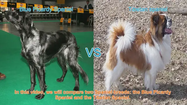 Video thumbnail for Blue Picardy Spaniel vs. Tibetan Spaniel: Breed Comparison
