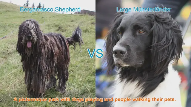 Video thumbnail for Comparing Bergamasco Shepherd and Large Münsterländer: Traits, Temperament, and Care
