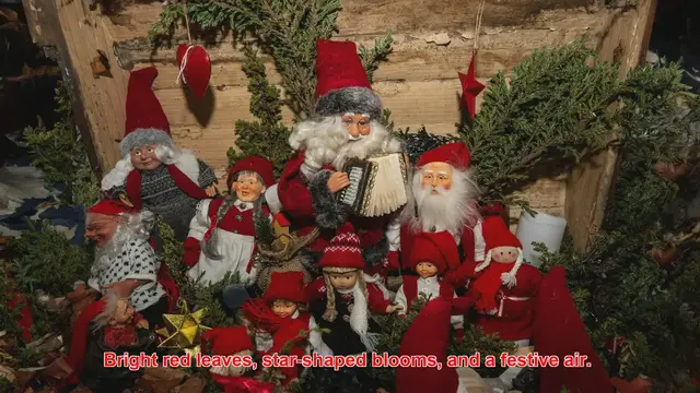 Video thumbnail for Why Are Poinsettias Popular Holiday Flowers?