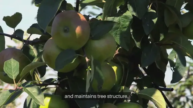 Video thumbnail for Fruit Tree Pruning Techniques and Timing