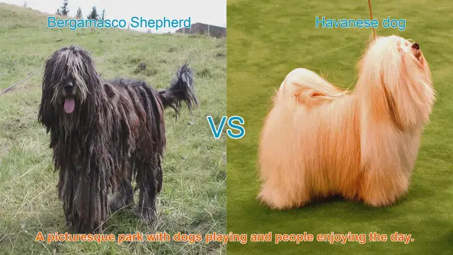 Video thumbnail for Bergamasco Shepherd vs. Havanese: A Comparison of Two Distinct Long-Haired Breeds