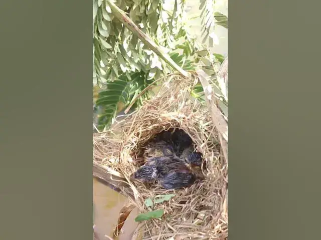 Video thumbnail for Bird Cries Feeding in nest #birds #nest #babiesbird #wildlife #birdfeed #babiesbirds #findingbird