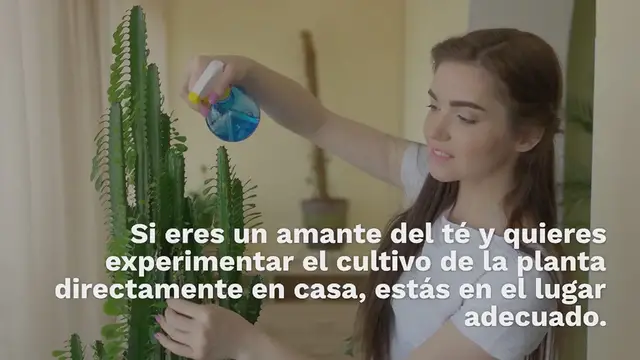 Video thumbnail for Cultivar la planta del té en casa: aquí están todos los consejos útiles del jardinero