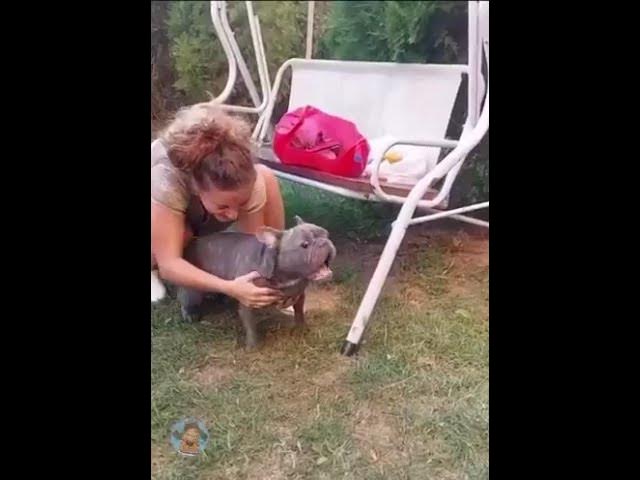 Video thumbnail for #frenchbulldog ☝️☝️☝️USA #FUNNY  please my bull is okay  take it  easy