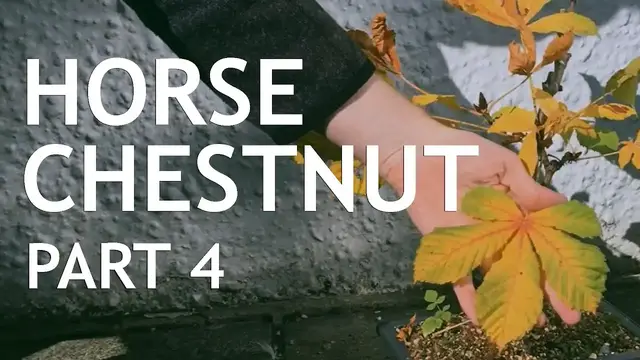 'Video thumbnail for Horse Chestnut Bonsai 4'