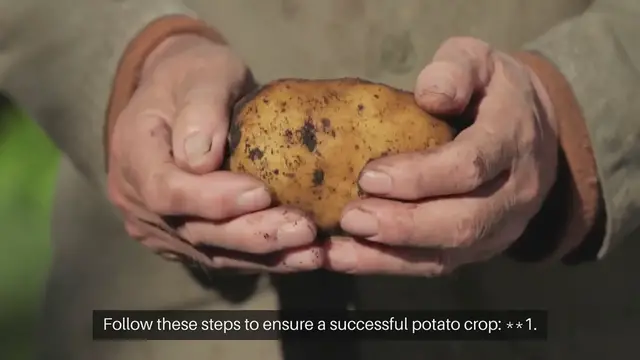 Video thumbnail for How to Grow Outdoor Potatoes Successfully