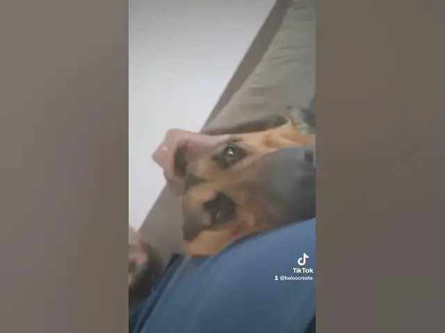 Video thumbnail for 😇#dog #germanshepherd #happydog #love #puppy