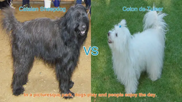 Video thumbnail for Comparing Catalan Sheepdog and Coton de Tulear: A Guide to Long-Haired Dog Breeds