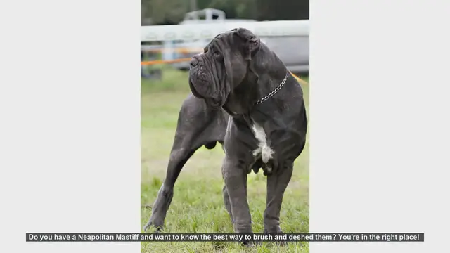 Video thumbnail for How to Brush and Deshed Your Neapolitan Mastiff: A Step-by-Step Guide