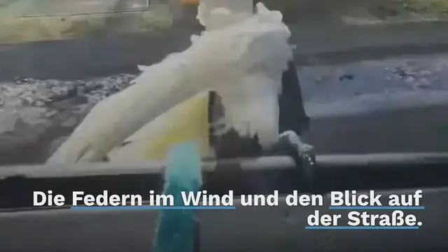 Video thumbnail for Der coolste Papagei auf Hawaii: Was dieser Vogel beim Autofahren macht, ist kaum zu fassen