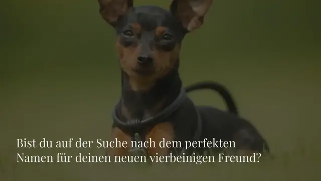 Video thumbnail for 100+ männliche & weibliche Hundenamen mit Z