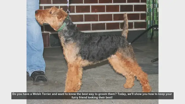 Video thumbnail for How to Groom Your Welsh Terrier: Step-by-Step Guide