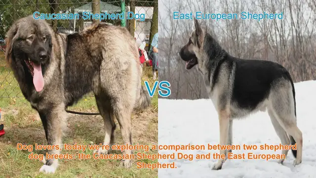 Video thumbnail for Caucasian Shepherd Dog vs. East European Shepherd: A Comparison
