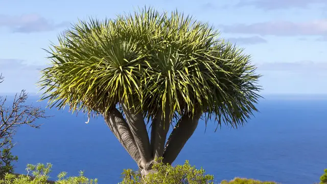 Video thumbnail for Wanderung zu den Drachenbäumen von La Palma