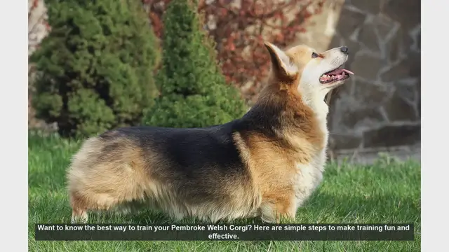 Video thumbnail for Effective Training Tips for Your Pembroke Welsh Corgi