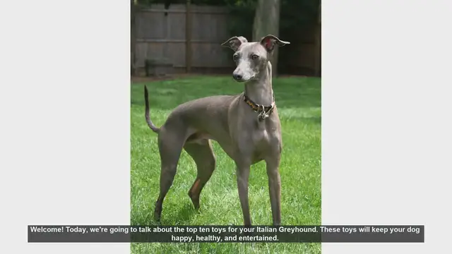 Video thumbnail for Top 10 Toys for Your Italian Greyhound: Keep Them Happy and Healthy!