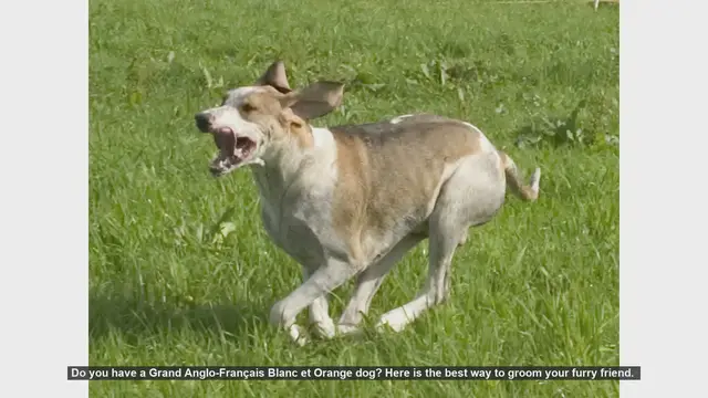 Video thumbnail for How to Groom Your Grand Anglo-Français Blanc et Orange Dog