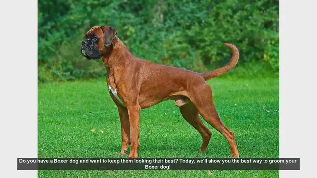 Video thumbnail for Ultimate Guide to Grooming Your Boxer Dog