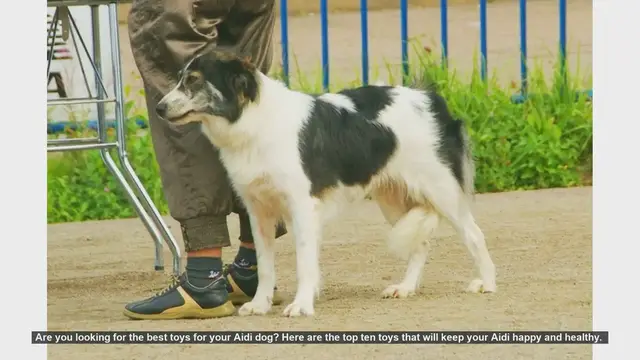 Video thumbnail for Top 10 Toys to Keep Your Aidi Dog Happy and Healthy