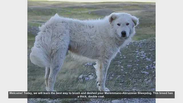 Video thumbnail for How to Brush and Deshed Your Maremmano-Abruzzese Sheepdog