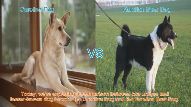 Video thumbnail for Carolina Dog vs. Karelian Bear Dog: A Comparative Guide