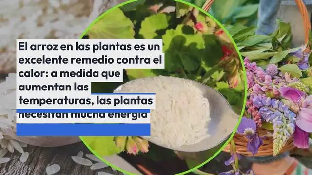 Video thumbnail for Arroz, pon una cucharada en las plantas: el truco del jardinero para hacerlas crecer rápido