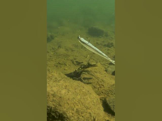 Video thumbnail for This crayfish has JEWELRY 💎 Have you ever seen a mussel “hold on” to a crayfish like this before?? 🤯
