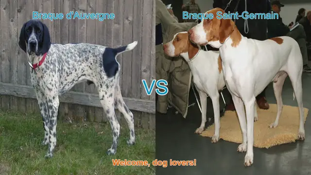 Video thumbnail for Braque d'Auvergne vs. Braque Saint-Germain: A Comprehensive Comparison