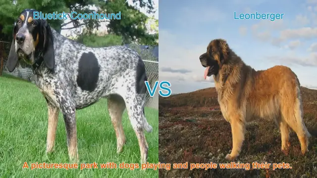 Video thumbnail for Exploring Bluetick Coonhound and Leonberger Dog Breeds