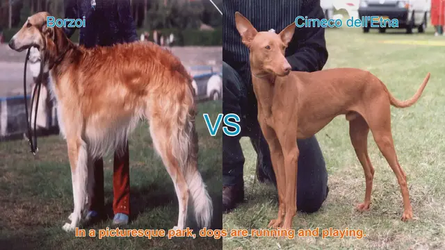 Video thumbnail for Borzoi vs. Cirneco dell'Etna: A Breed Comparison