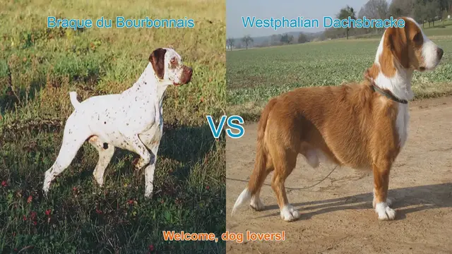 Video thumbnail for Braque du Bourbonnais vs. Westphalian Dachsbracke: A Comparison of Two Hunting Dog Breeds