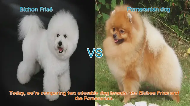 Video thumbnail for Bichon Frisé vs. Pomeranian: A Comparison of Adorable Dog Breeds