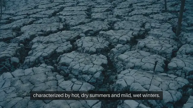 Video thumbnail for Mediterranean Gardening