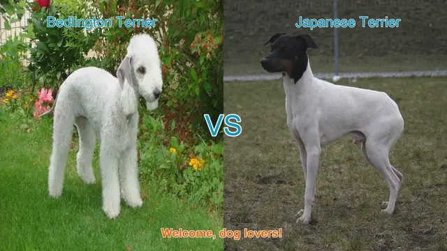 Video thumbnail for Bedlington Terrier vs. Japanese Terrier: A Comparison of Two Unique Dog Breeds