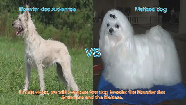 Video thumbnail for Bouvier des Ardennes vs. Maltese: A Comprehensive Breed Comparison