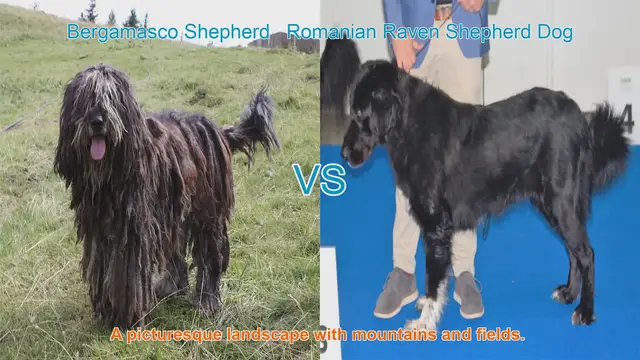 Video thumbnail for Bergamasco Shepherd vs. Romanian Raven Shepherd Dog: A Breed Comparison
