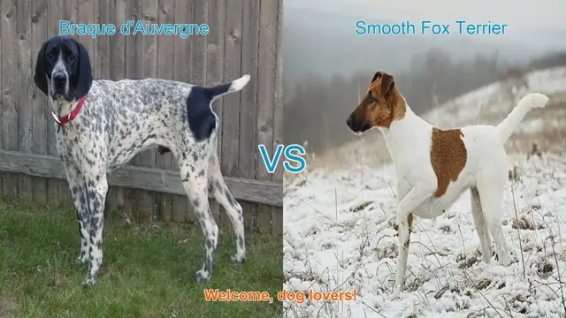 Video thumbnail for Braque d'Auvergne vs. Smooth Fox Terrier: A Comprehensive Breed Comparison