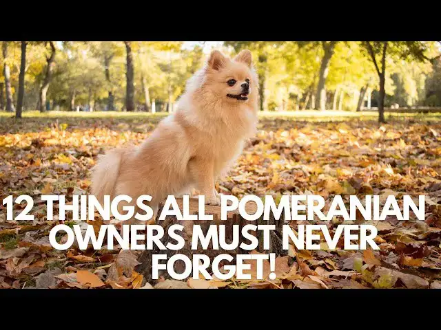 Video thumbnail for 12 Things All Pomeranian Owners Must Never Forget! 🐶