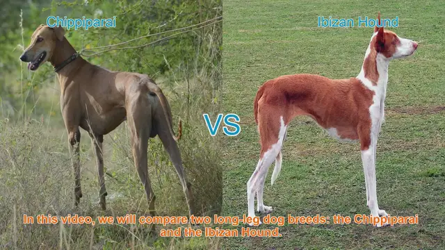 Video thumbnail for Chippiparai vs. Ibizan Hound: Breed Comparison Guide