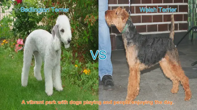 Video thumbnail for Bedlington Terrier vs. Welsh Terrier: A Comparison of Two Charming Dog Breeds