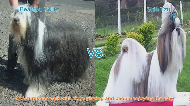 Video thumbnail for Bearded Collie vs. Shih Tzu: A Comparison of Two Beloved Dog Breeds