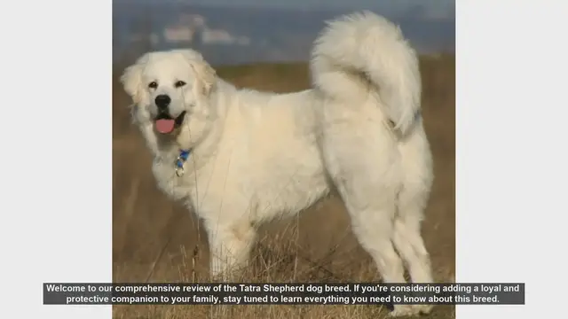 Video thumbnail for Tatra Shepherd Dog Breed Review: Loyal & Protective Companions