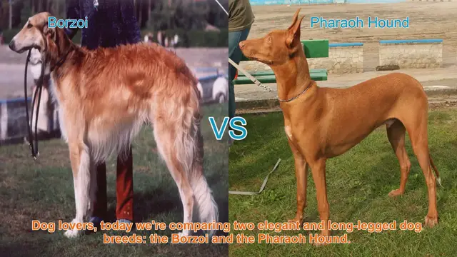Video thumbnail for Borzoi vs. Pharaoh Hound: A Comparison of Elegance and Speed